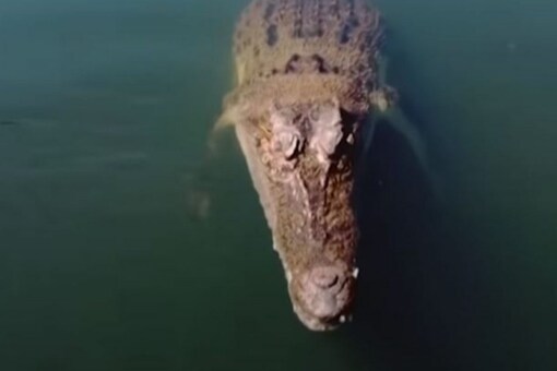 WATCH: Australian Crocodile Bites Low-flying Drone, Video Survives - News18