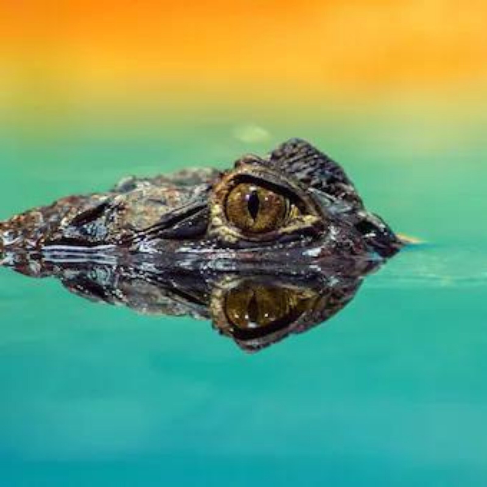 Watch: Alligator steals little boy's catch and fishing rod