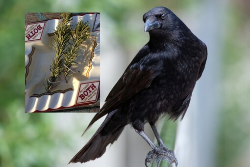 The birds used the pull tabs from aluminium cans and threaded them onto pine twigs. (Image Credits: Twitter/@StuartDahlquist)