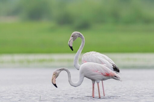 Dhanauri Wetland ʶҹʹѺҧҾѵйѡٹ (Ҿ: Shutterstock)