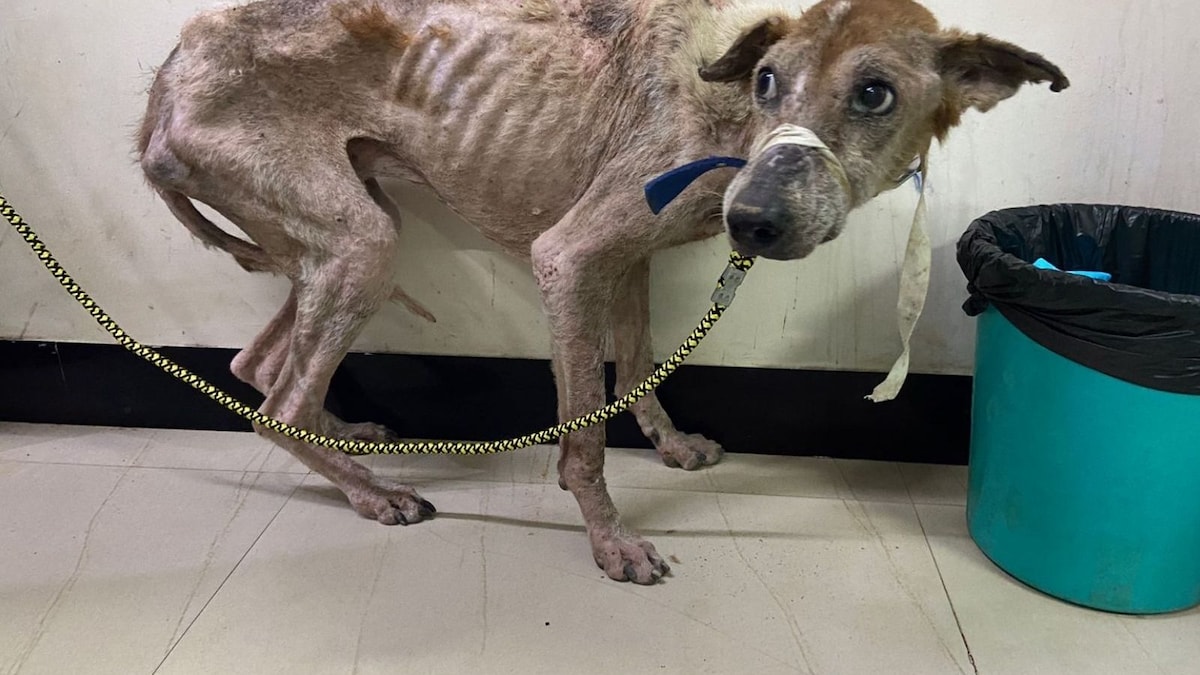 'Bones Sticking Out': 3 Malnourished Dogs at IIT-M Rushed to Vet Amid Row Over Treatment