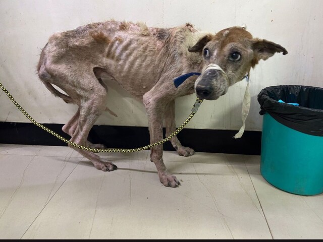 The veterinarians at the clinic who examined all three dogs found that they had sunken eyes and were anaemic. (Image credits: Twitter @saislakshmanan)