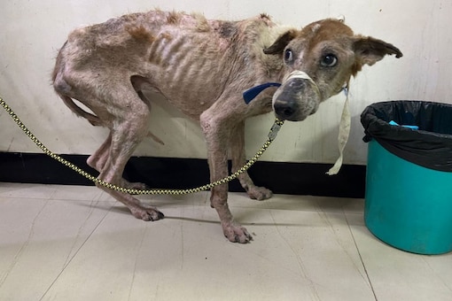 The veterinarians at the clinic who examined all three dogs found that they had sunken eyes and were anaemic. (Image credits: Twitter @saislakshmanan)
