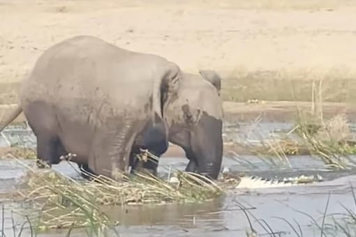 The video shows the female African elephant using all her strength to trample the life out of a crocodile. (Image Credits: YouTube/
Latest Sightings
)