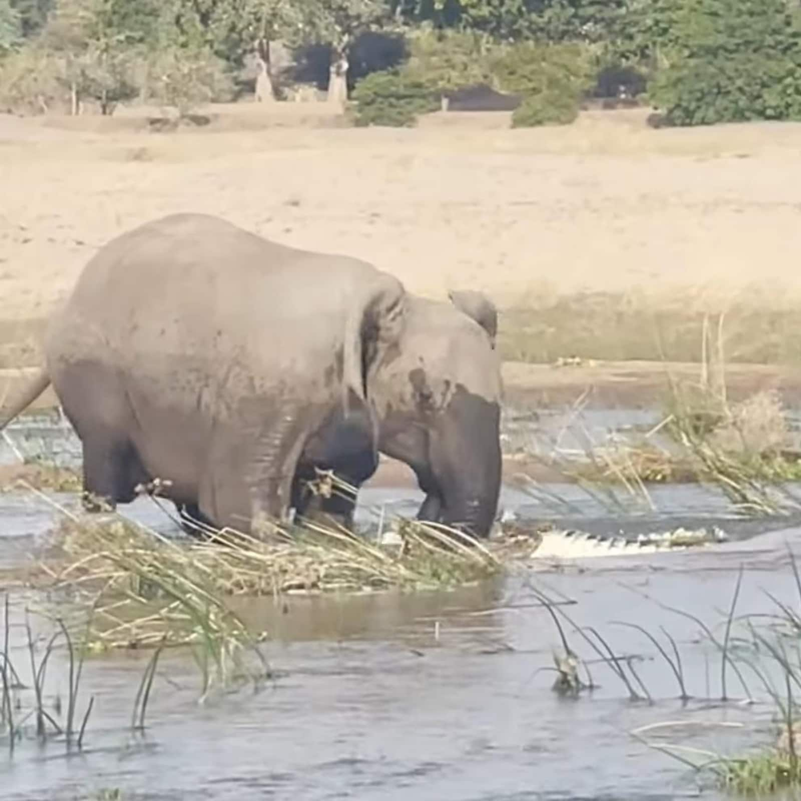 WATCH: Elephant Crushes Crocodile to Death to Save Her Calf in Zambia  National Park