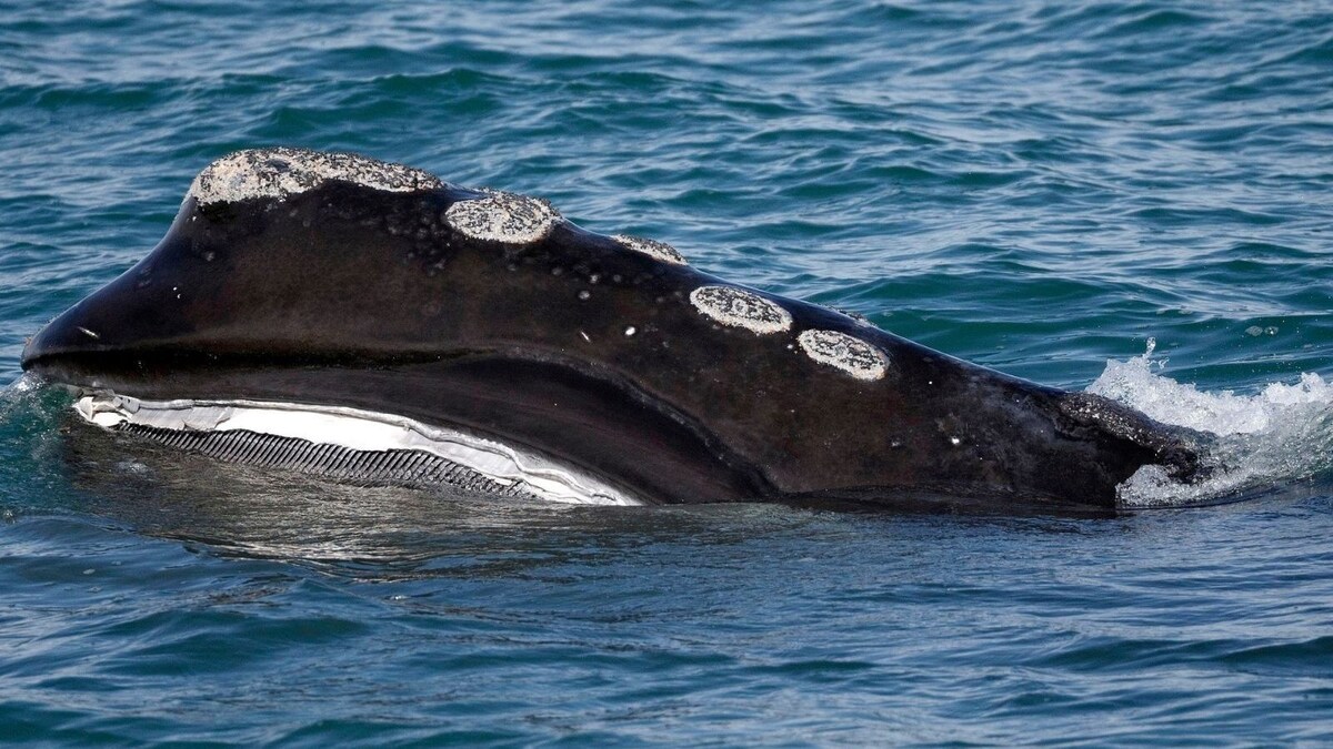 Endangered North Atlantic Right Whale Population Sinks Close to 20-year ...