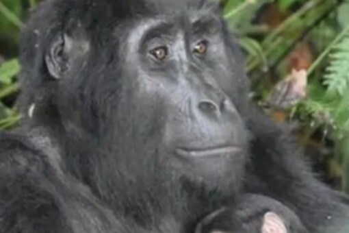 It turns out that gorillas can make out the differences in the voices of other species. (Credits: Reuters)