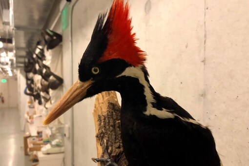 The ivory-billed woodpecker was perhaps the best known species the US Fish and Wildlife Service declared extinct. (Image: AP)