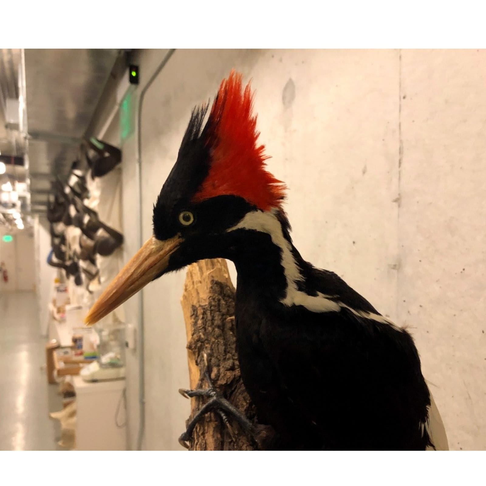 Ivory-billed Woodpecker, 22 Other Species Extinct: 'Little is Gained, Much is Lost' Ivory-billed Woodpecker, 22 Other Species Extinct: 'Little is Gained, Much is Lost'