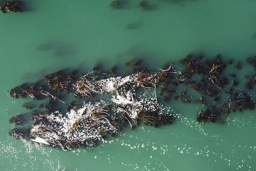 Scientists have spotted signs of a partial recovery of kelp forests during surveys. (Image: REUTERS)
