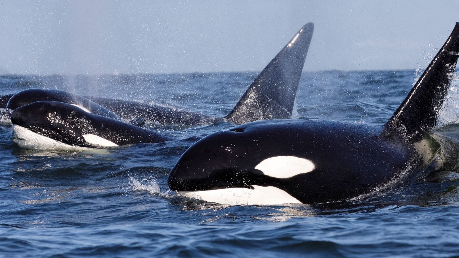 Canadian Scientists Find New Species of Killer Whales That Hunt Large ...