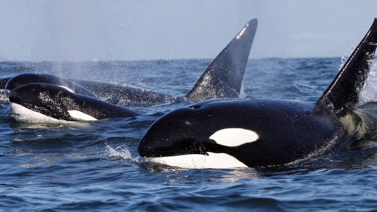 Canadian Scientists Find New Species of Killer Whales That Hunt Large Sea Mammals