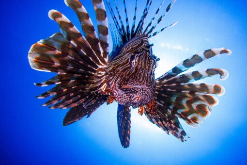 the 39-year-old’s fish hook caught hold of the lionfish which had 13 venomous spines. (Credits: Shutterstock)