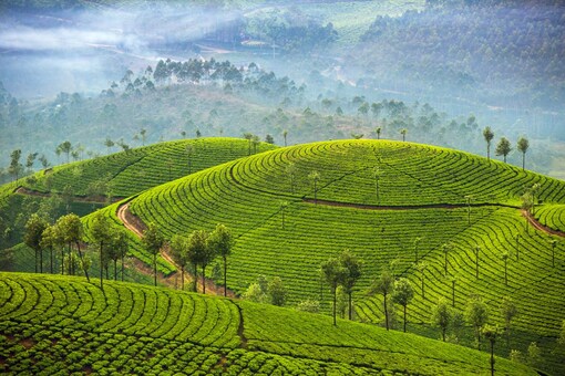 Kerala is a beautiful tourist destination having both mountains and sea in the state. 