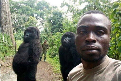 Ndakasi gained fame in 2019 when she photobombed a selfie by park's ranger Mathiew Shamavu. (Image Credits: Facebook/The Elite AntiPoaching Units And Combat Trackers)