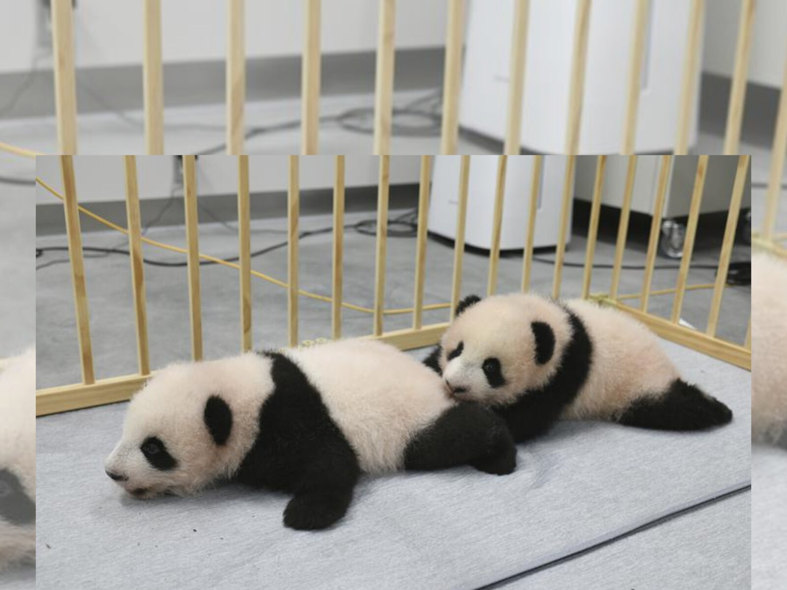 Tokyo Zoo Names Giant Panda Cub Twins from More Than 190,000 Entries