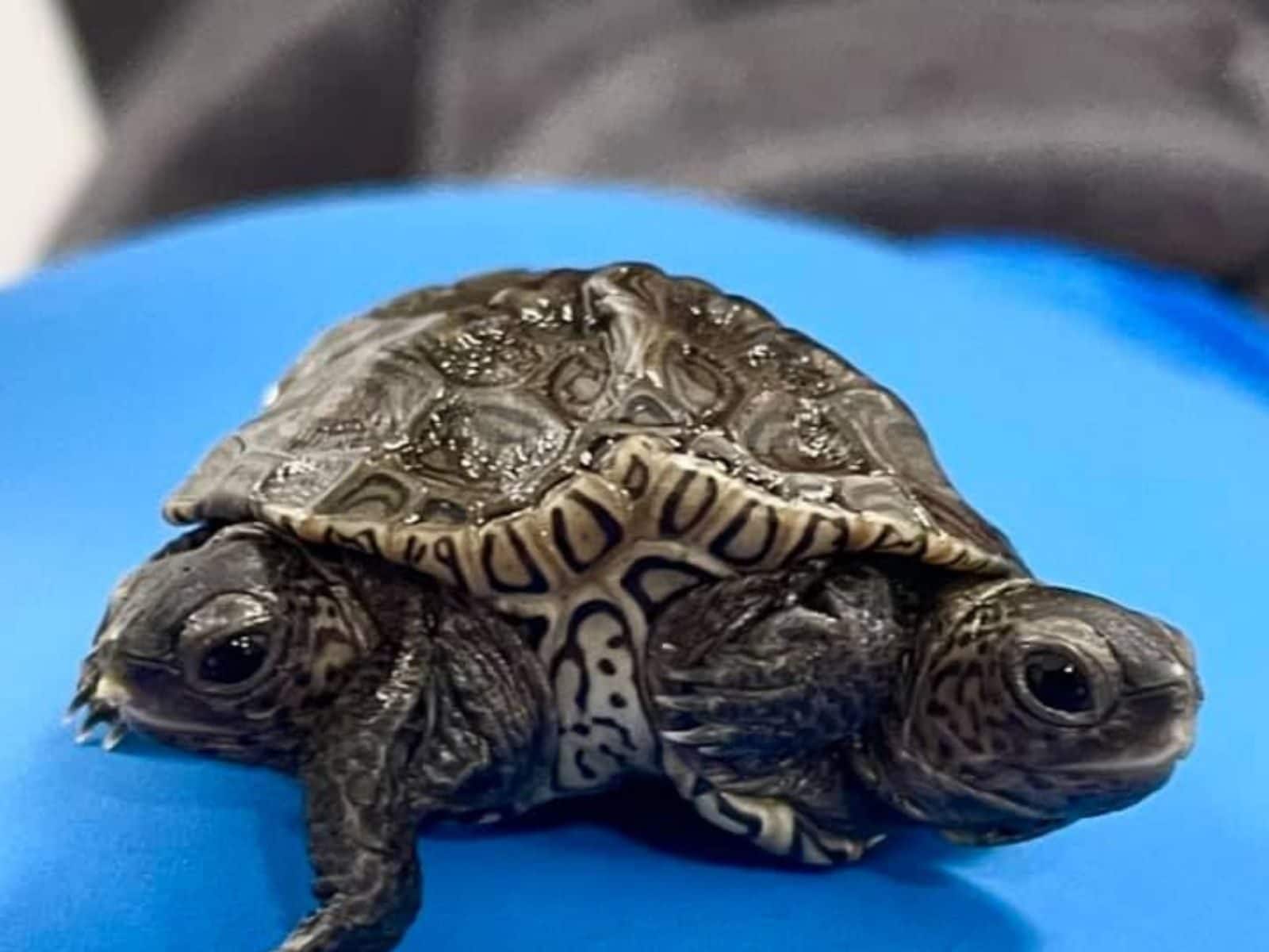 A Rare Two-headed, Six-legged Turtle is Alive and Kicking, Surprising  Scientists