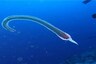 Alien-like Creature Spotted by Divers on Sataya Reef off Egyptian Coast