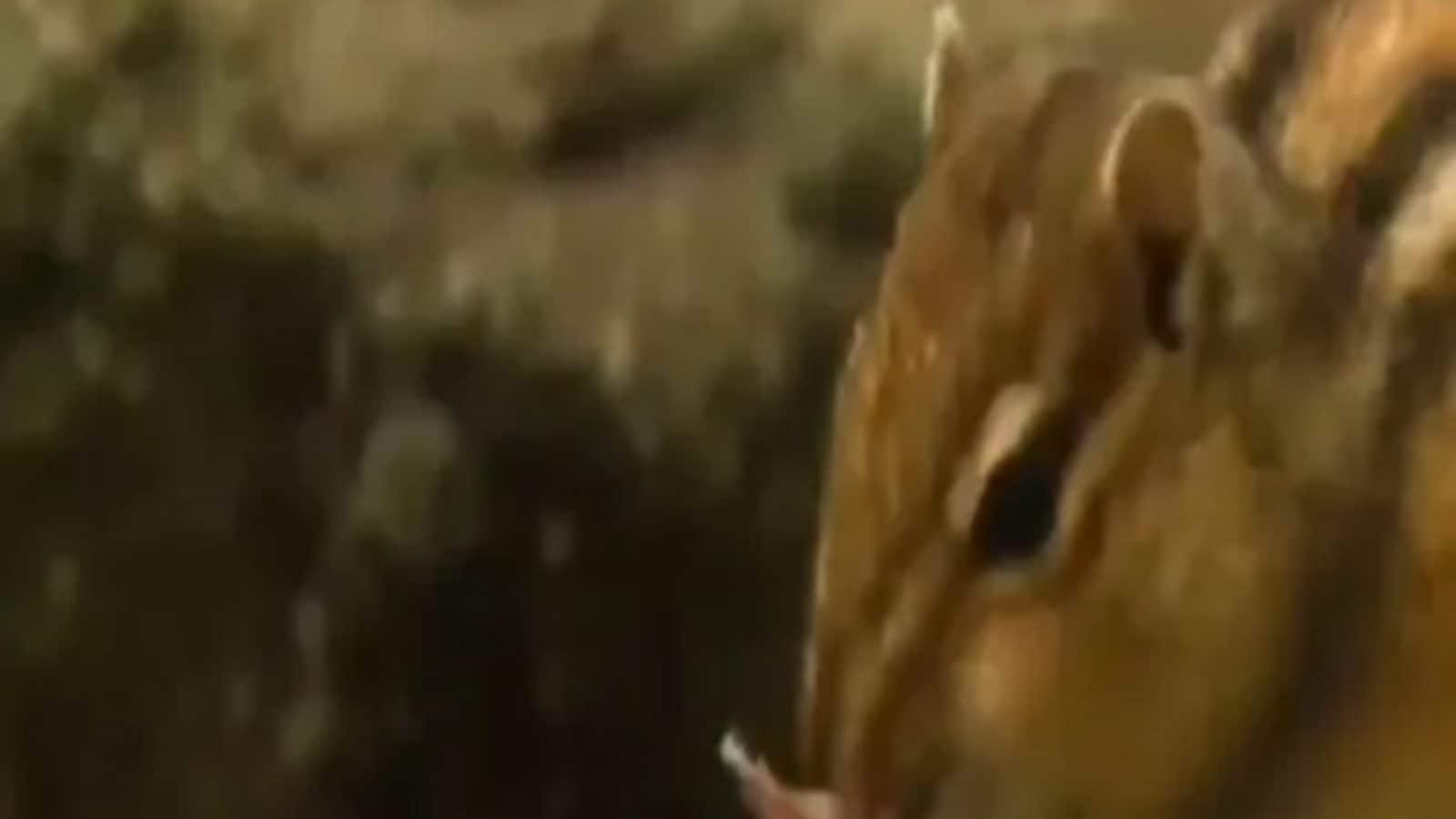 Video of a Squirrel Devouring a Snake Stuns Internet | Buzz News - News18