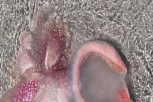 The National Geography said that the alien-like creature is a nudibranch, a jelly-bodied that dwells in the bottom of the sea. 