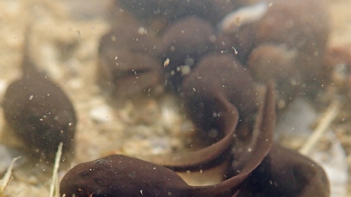 Potency of Photosynthesis Can be Used to Keep Tadpoles Alive Without Breathing Study News18