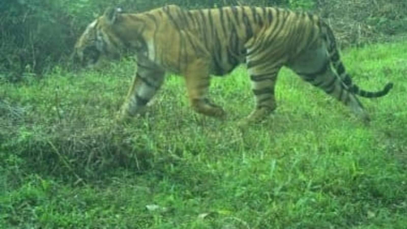 Predator on the Prowl: Tamil Nadu Authorities Issue Order to Hunt Tiger