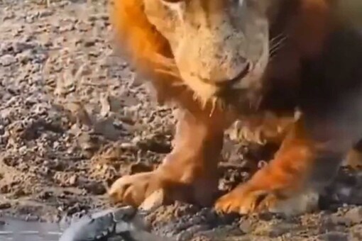While the lion was seen drinking water peacefully, a small tortoise emerged from the river.