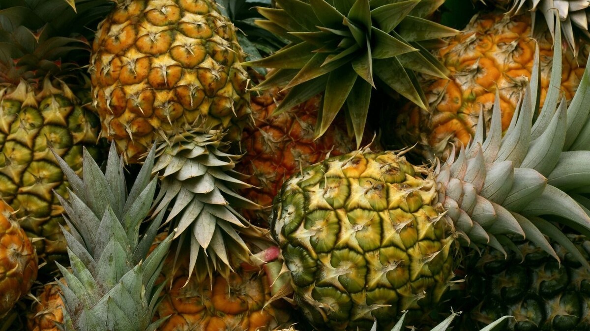 Perks Of Pineapples: Abundant Vitamin C And More From This Tropical Treat