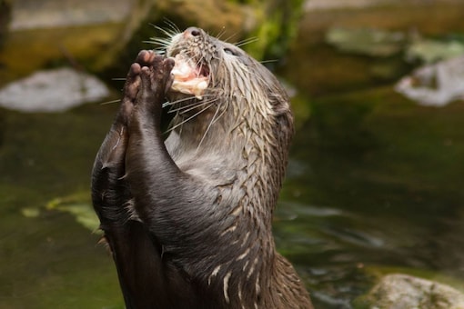A Gang Of Aggressive Otters Is Attacking Humans And Dogs In Alaska - News18