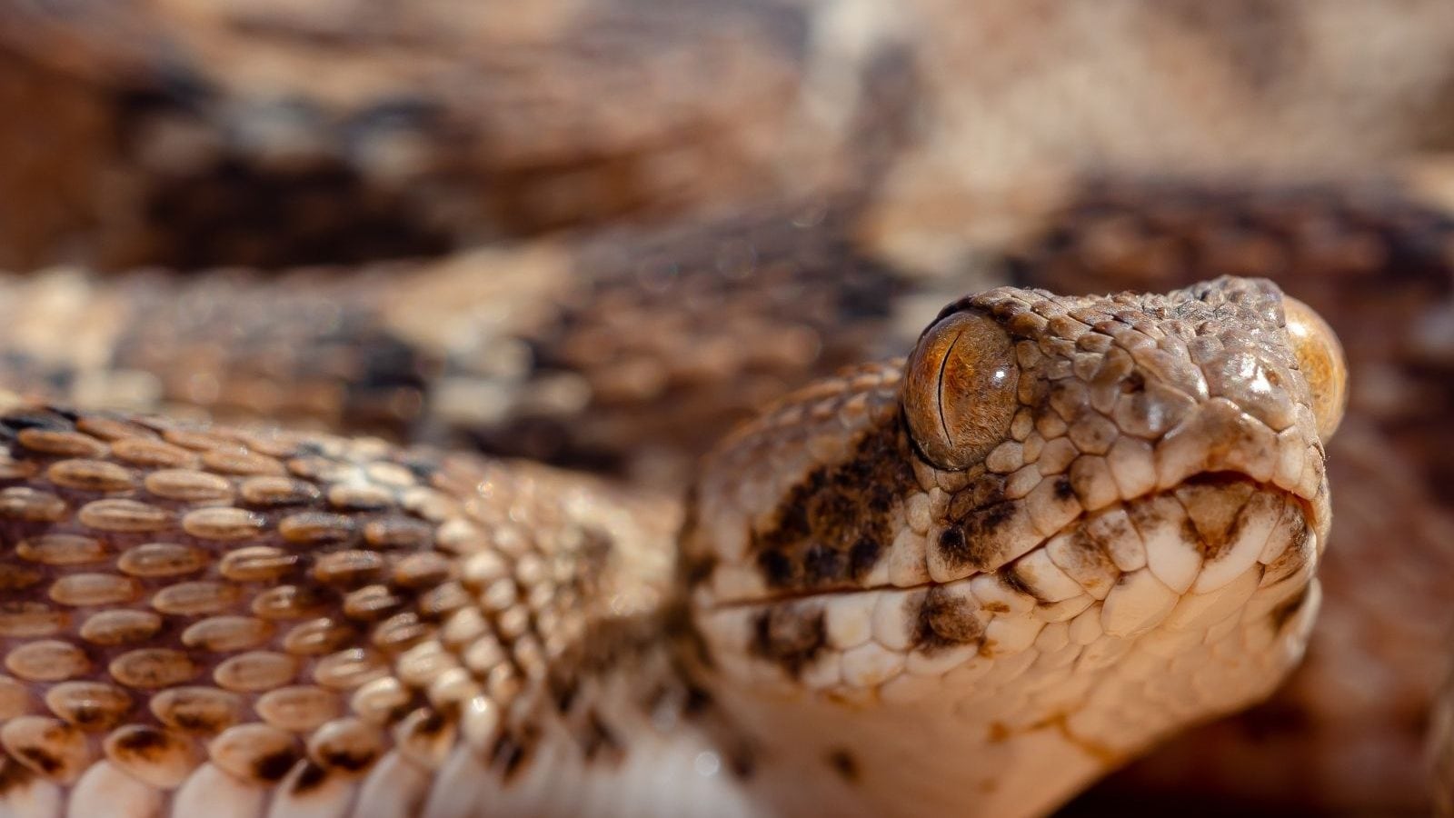 pitless viper snake