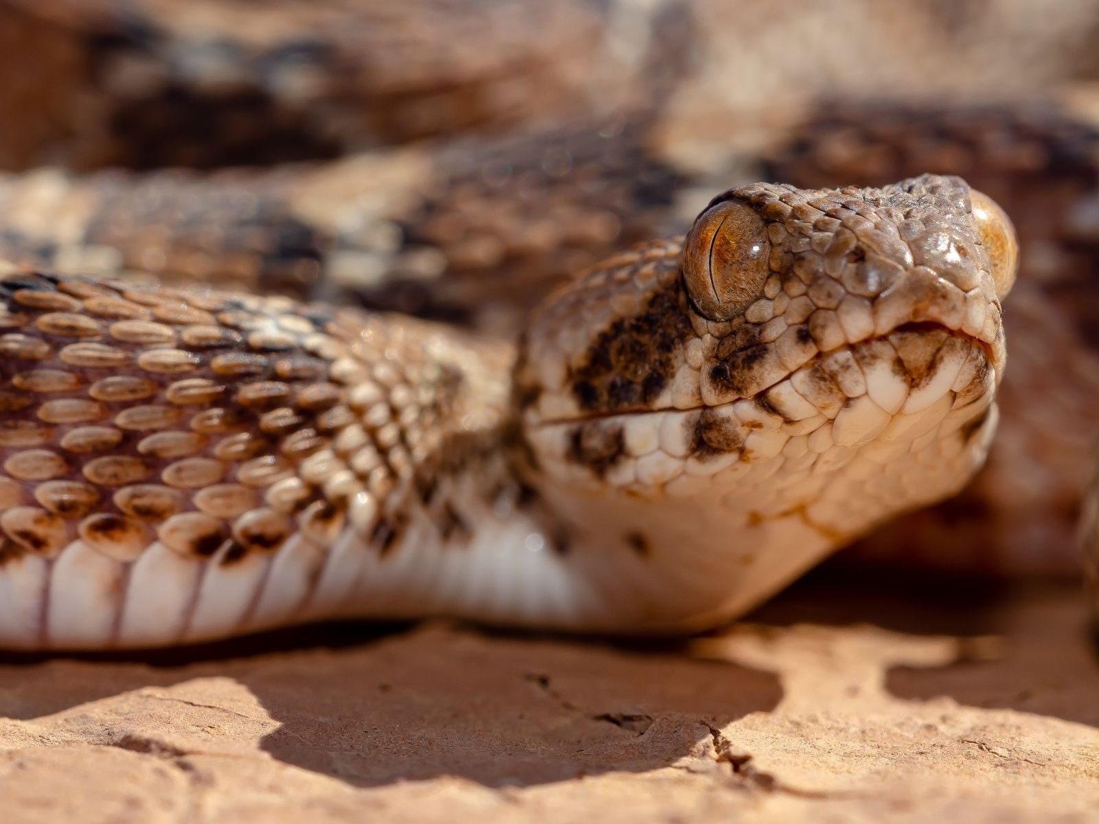 Saw Scaled Viper