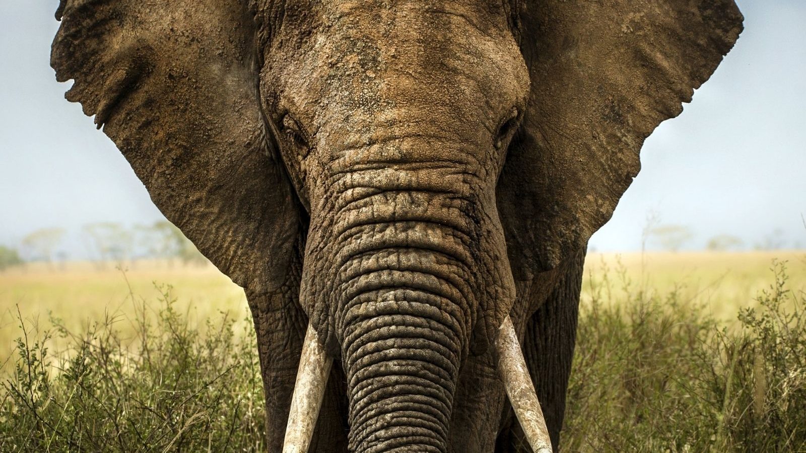 African Elephants are Being Born Without Tusks Due to Indiscriminate Hunting