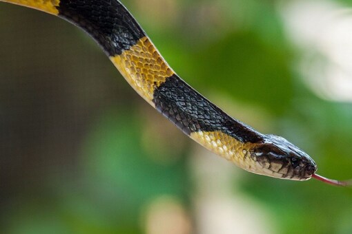 A few days back, a Banded Krait, which is highly venomous snake of the cobra family, was rescued from one of Bihar’s villages.