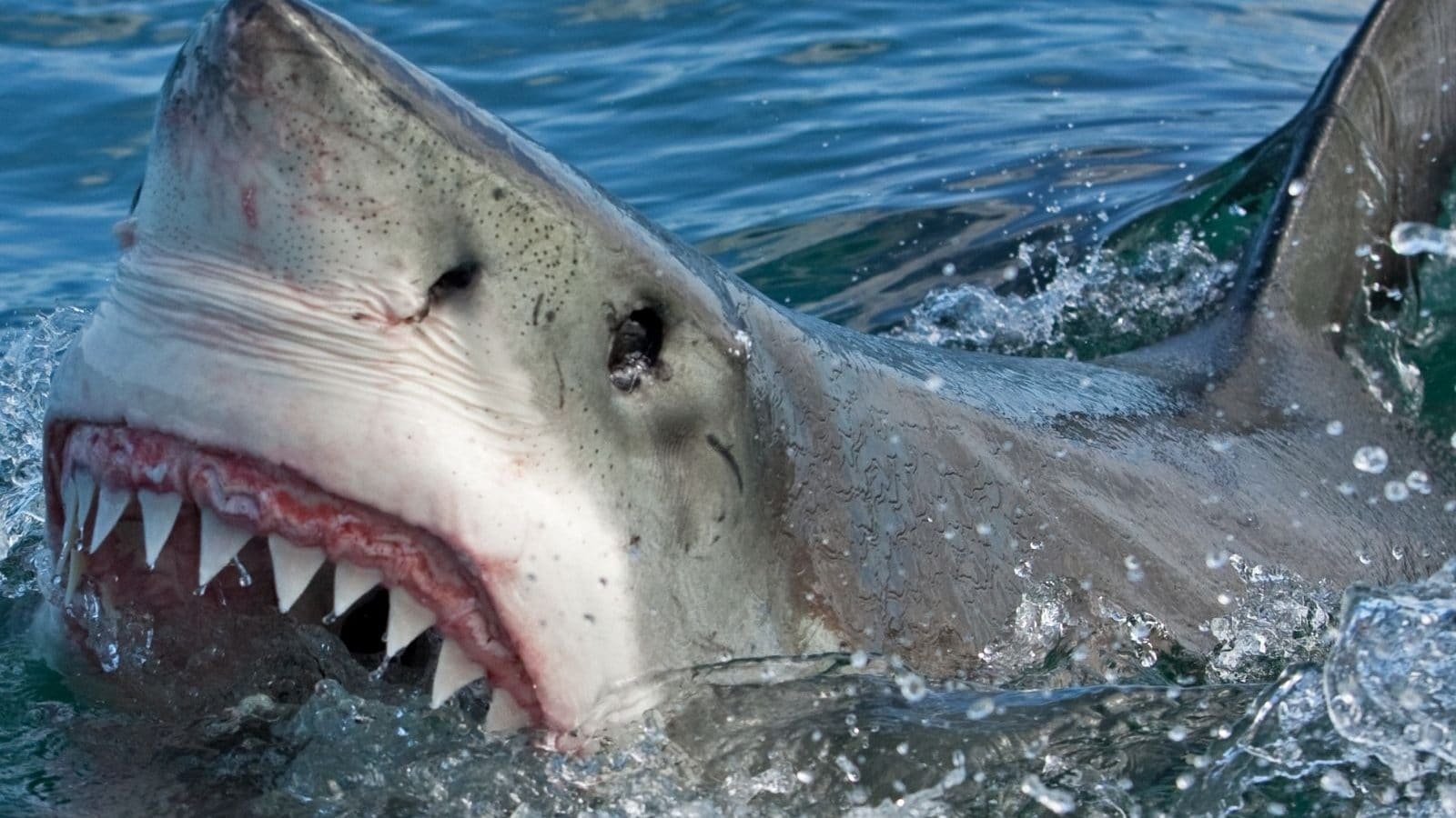 Мексиканская акула. Самка белой акулы. Акулы в Мексике. Правда что акулы боятся пузырьков