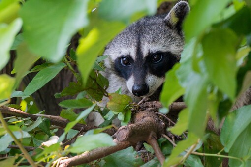 World Animal Day: Wildlife Conservation Must Start with Planting Trees, Rebuilding Destroyed Habitats World Animal Day: Wildlife Conservation Must Start with Planting Trees, Rebuilding Destroyed Habitats