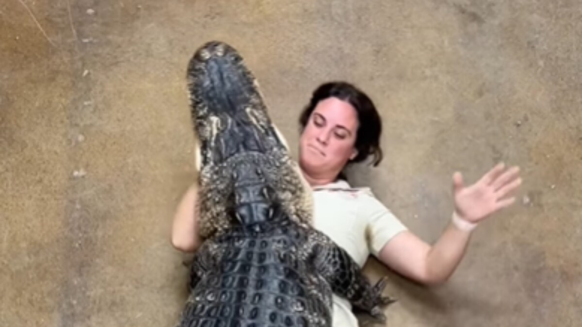 WATCH Giant Alligator Smothers Zookeeper in Shocking Video, Wait Till WATCH Giant Alligator Smothers Zookeeper in Shocking Video, Wait Till