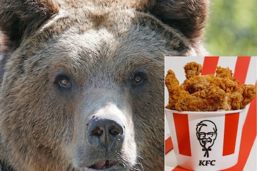 Footage of the incident was shared on social media where a bear was seen munching on the contents inside a KFC chicken bucket. (Credits: Canva, Shutterstock)
