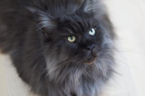 Man Replaced Wife's Cat With 'Well-behaved' Lookalike Years Ago and She Has No Idea Man Replaced Wife's Cat With 'Well-behaved' Lookalike Years Ago and She Has No Idea