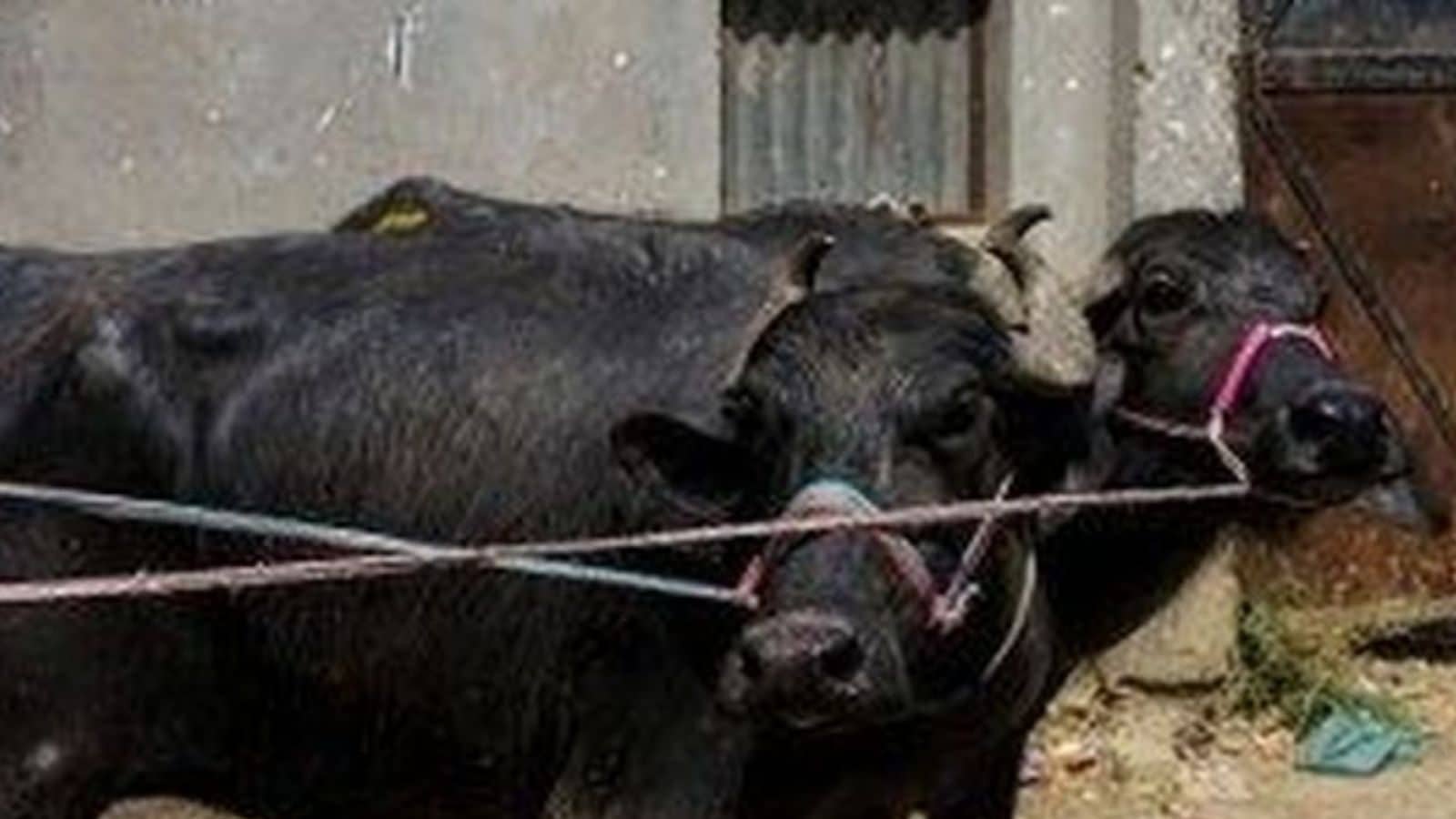 HC Asks Centre to Respond to Plea for Ban on Slaughter of Old Bulls ...