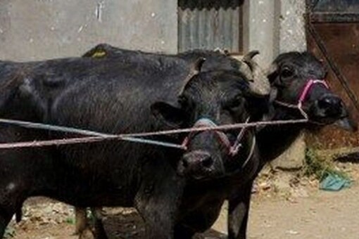 HC Asks Centre to Respond to Plea for Ban on Slaughter of Old Bulls, Buffaloes HC Asks Centre to Respond to Plea for Ban on Slaughter of Old Bulls, Buffaloes