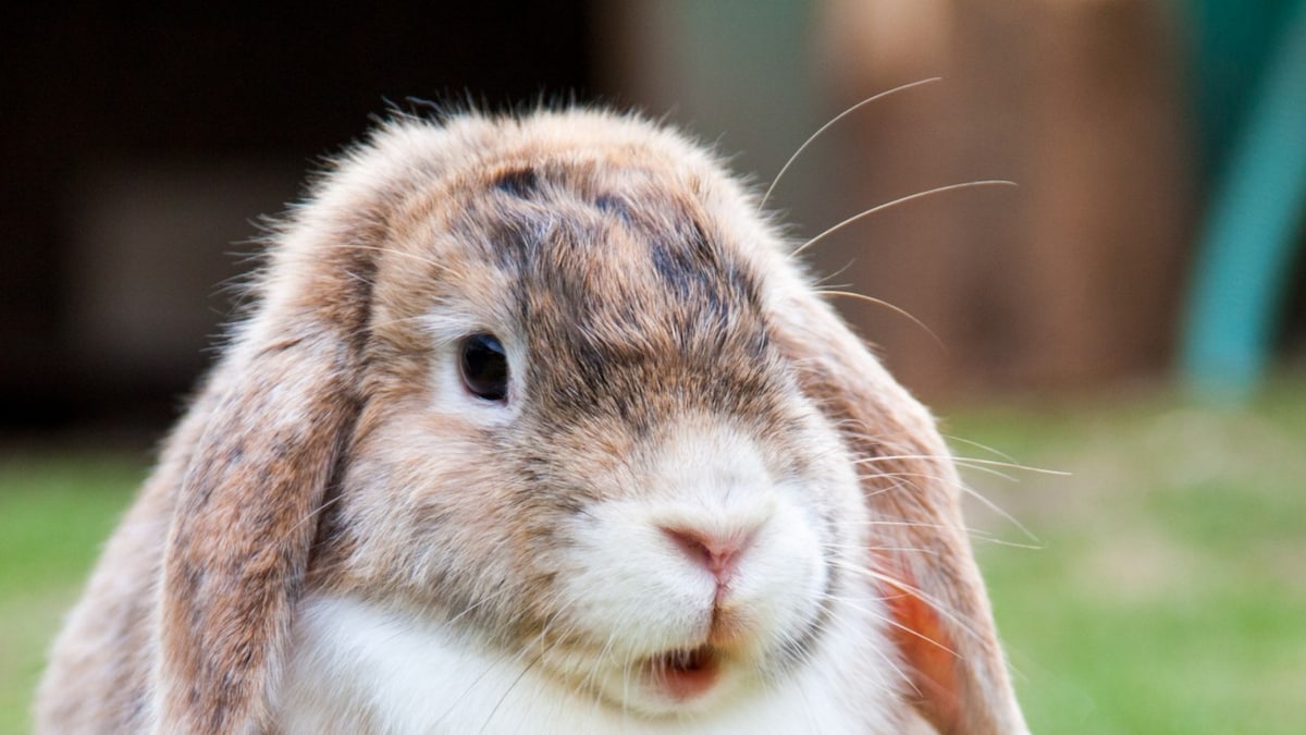 Woman's Pet Rabbit Chews Off Luxury Designer Items Worth Rs 2 Lakh