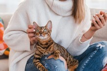 Cats Can Track the Location of Their Owners Through Voice Cues