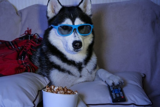 What You Should Consider Before Deciding To Get A Pet Dog What You Should Consider Before Deciding To Get A Pet Dog