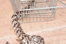 Four-foot-long Cobra Rescued From Toilet in Bhubaneshwar