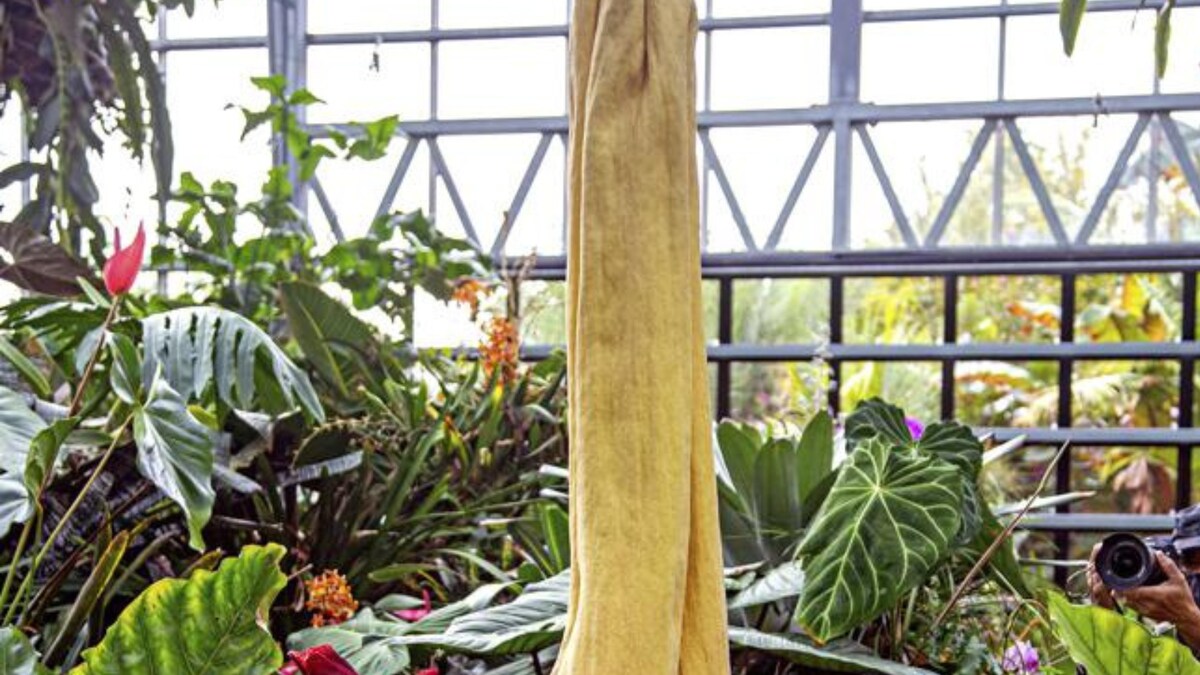 Smells Like Dead Body? Giant ‘Corpse Plant’ Draws Crowds in Southern