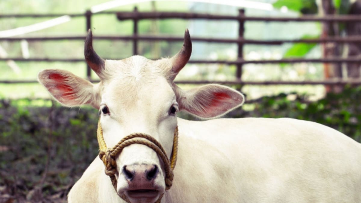 Gau Rakshaks Assaulted After Accusing Minority Group of Cow Slaughter, Police Launch Probe