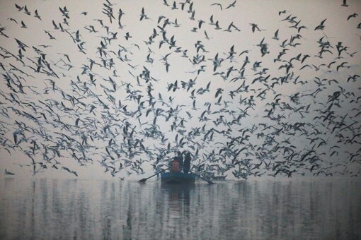 People feed seagulls from a boat at Yamuna river, on a smoggy morning in New Delhi. (Image: Reuters)