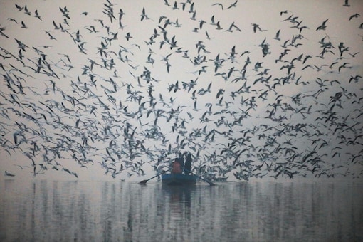 People feed seagulls from a boat at Yamuna river, on a smoggy morning in New Delhi. (Image: Reuters)