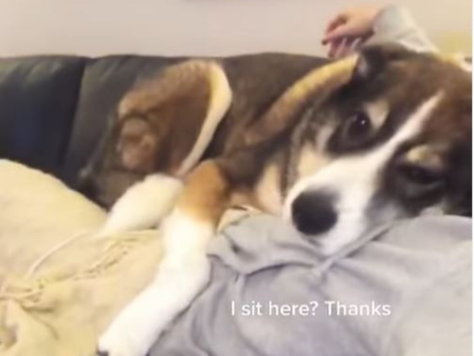This Dog Loves to Cuddle So Much That it Waits Patiently For its Owner to  Finish Work