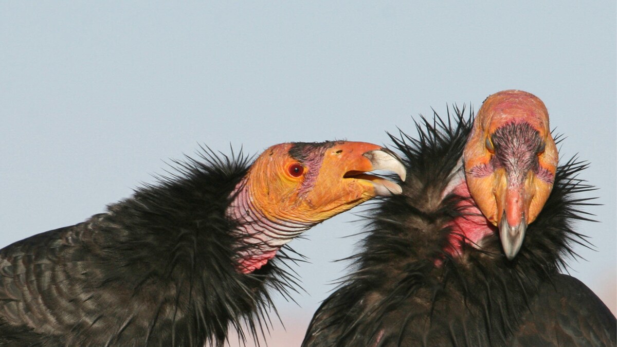 Virgin Birth Asexual Reproduction Documented in Endangered California